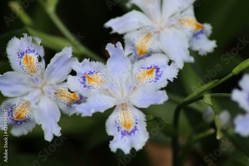 flowers of a tree