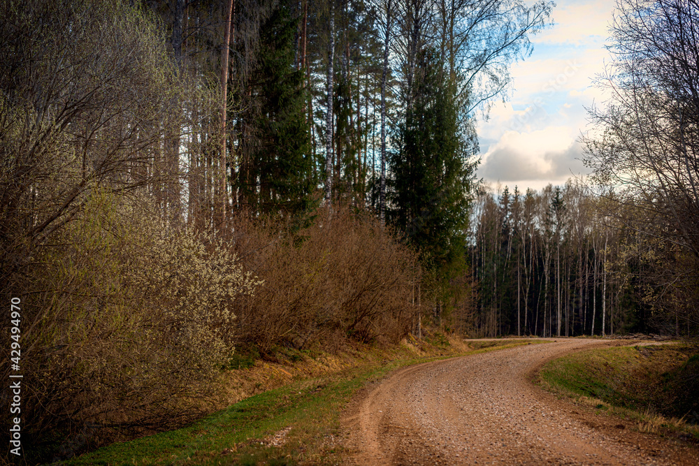 Naklejka premium Dirt road passing through Latvian forests in lovely evening sunset, cloudy sky and golden sulight