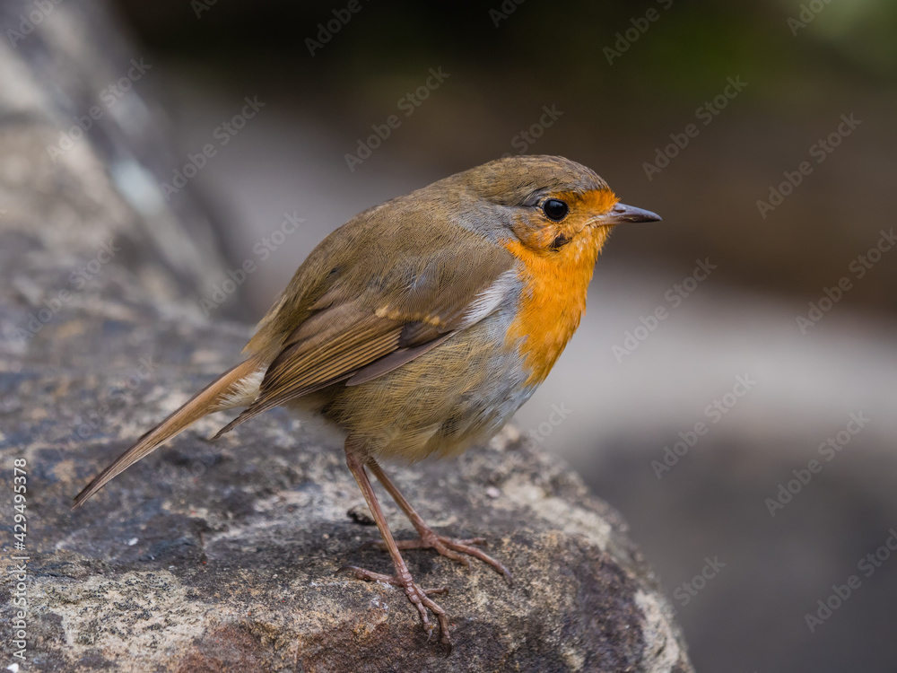 Seitenansicht eines jungen Rotkehlchens, sitzt auf einem Stein, Erithacus rubecula, Vogel des Jahres Seitenansicht eines jungen Rotkehlchens, sitzt auf einem Stein, Erithacus rubecula, Vogel des Jahres