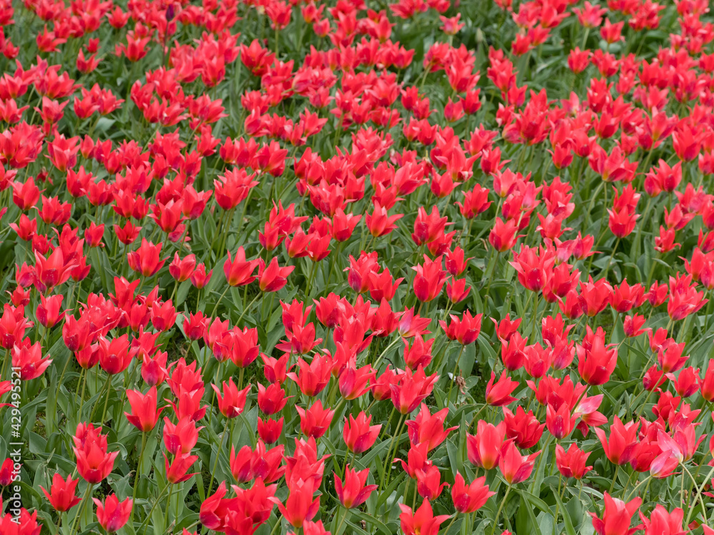 Feld voller roter Tulpen im Frühling , Tulipa