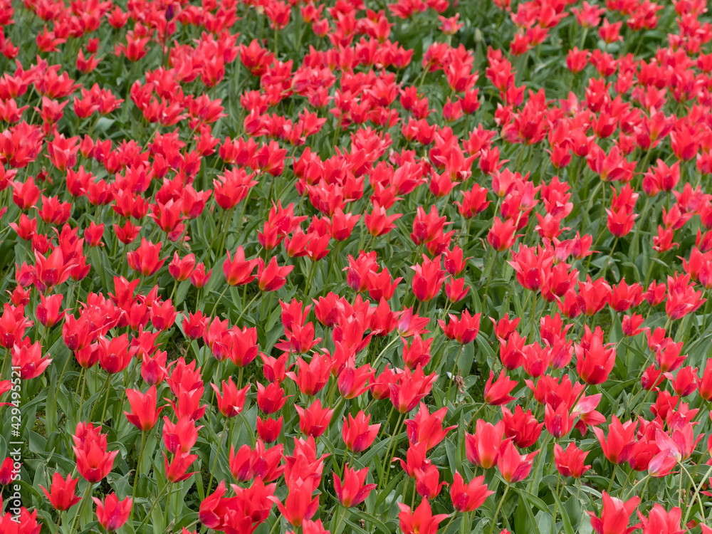Feld voller roter Tulpen im Frühling , Tulipa Feld voller roter Tulpen im Frühling , Tulipa