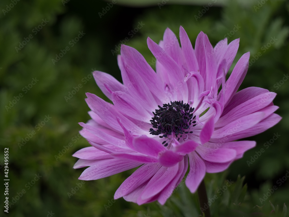 Obraz premium Nahaufnahme einer einzelnen Blüte in pink einer Kronen-Anemone