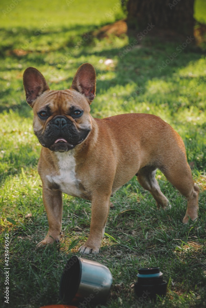 Obraz premium 1 cachorra bulldog en la grama