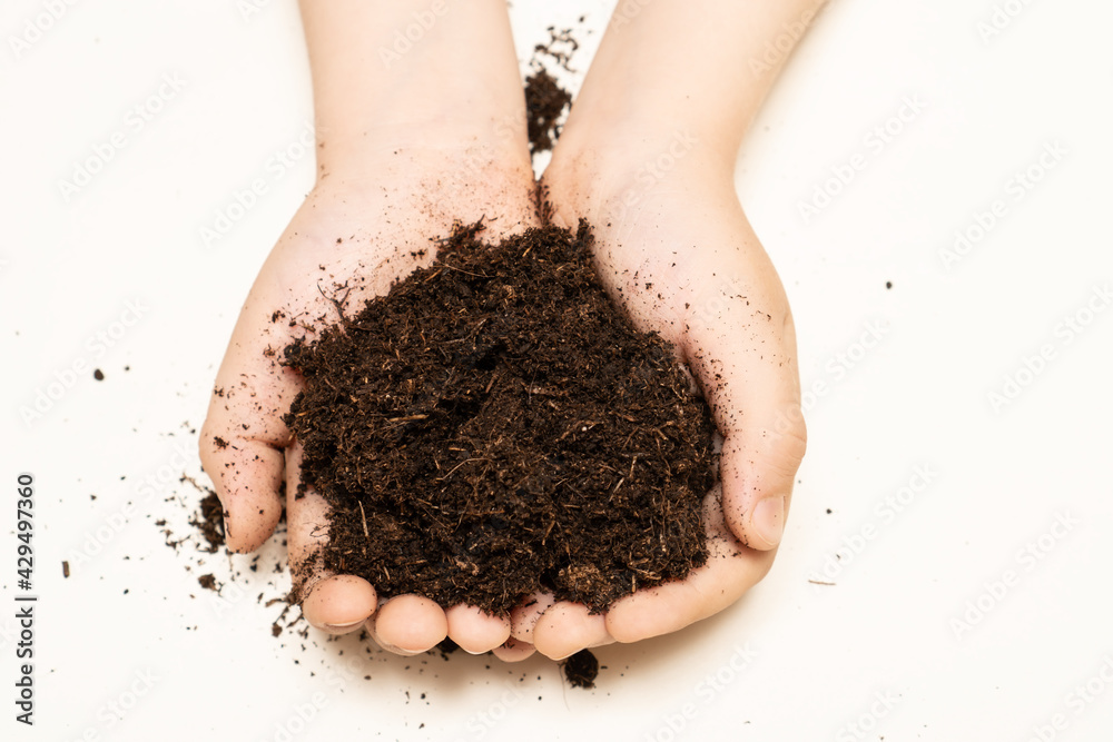 The potting soil or peat for gardening in little hands of child. The child is holding the ground for transplanting potted plants at home. Earth for spring seedling. The potting soil or peat for gardening in little hands of child. The child is holding the ground for transplanting potted plants at home. Earth for spring seedling.