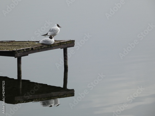 Two black-headed gulls  Chroicocephalus ridibundus  resting on the wooden pier  Czoch lake  Mr  gowo  Poland