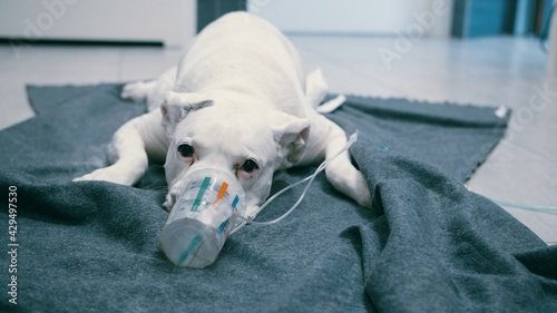 Dog laying on blanket on floor wearing oxygen mask and looking at camera. Examination on veterinary clinic, taking care about domestic animals.  © CameraCraft