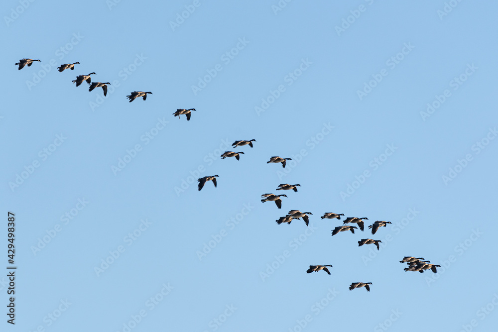 Large flock of geese seen in northern Canada during spring time. Canadian goose flocks in wildlife, natural outdoor environment. Migrating birds en route to north for summer season. Large flock of geese seen in northern Canada during spring time. Canadian goose flocks in wildlife, natural outdoor environment. Migrating birds en route to north for summer season.