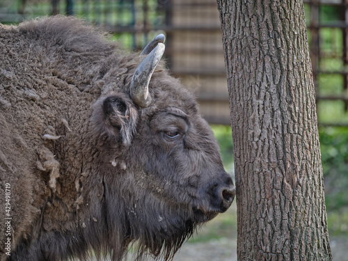 European wood bison and tree portrait