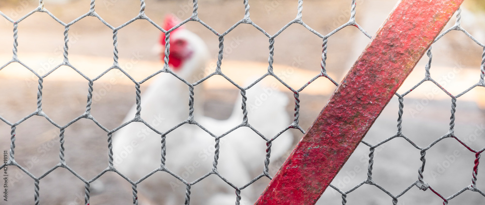 Fototapeta premium Young white chicken. Looks through the wire netting. Chicken behind a metal gray fence net on a farm. organic breeding of birds. environmentally friendly chicken product.