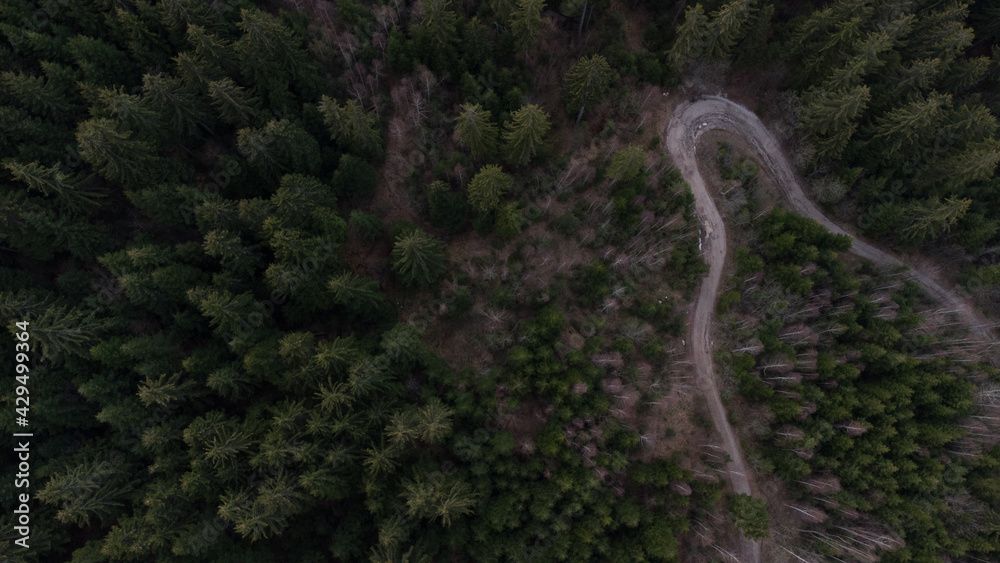 Aerial drone view of green forest at evening.  Woodland. Conifer forests on the mountain. Road in forest in spring.