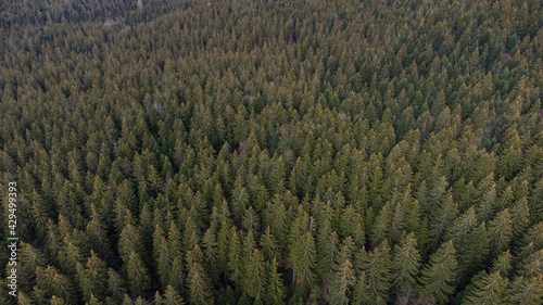 Aerial drone view of forest at evening. Green trees on mountains, view from above. Woodland. Coniferous trees.