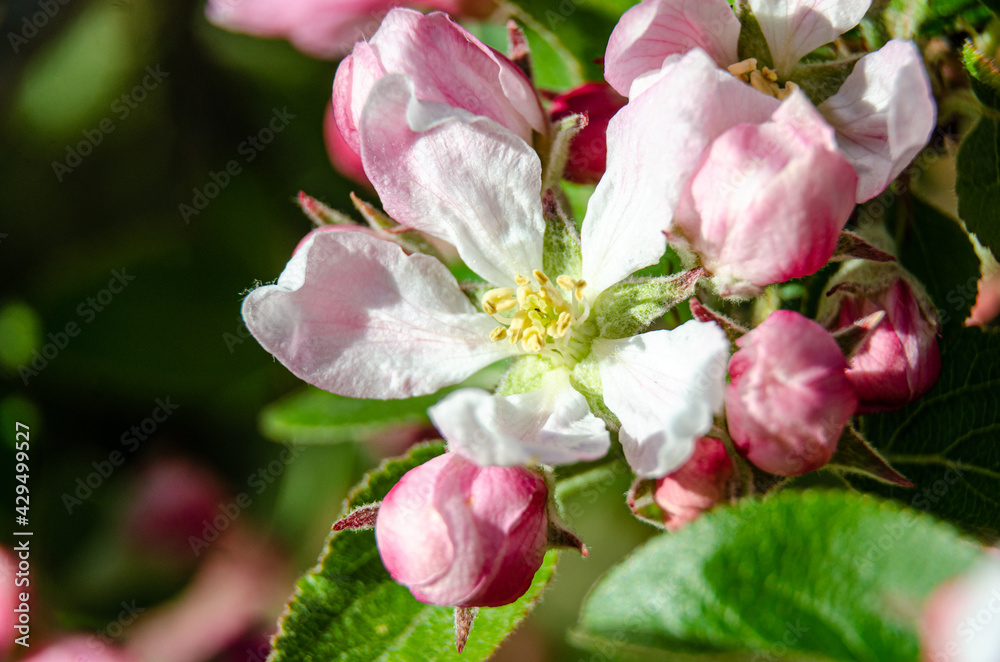 Apple blossom and flower buds on an apple tree in a residential garden. Apple blossom and flower buds on an apple tree in a residential garden.