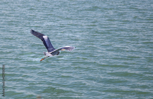 Great Egret flying around blue lake.