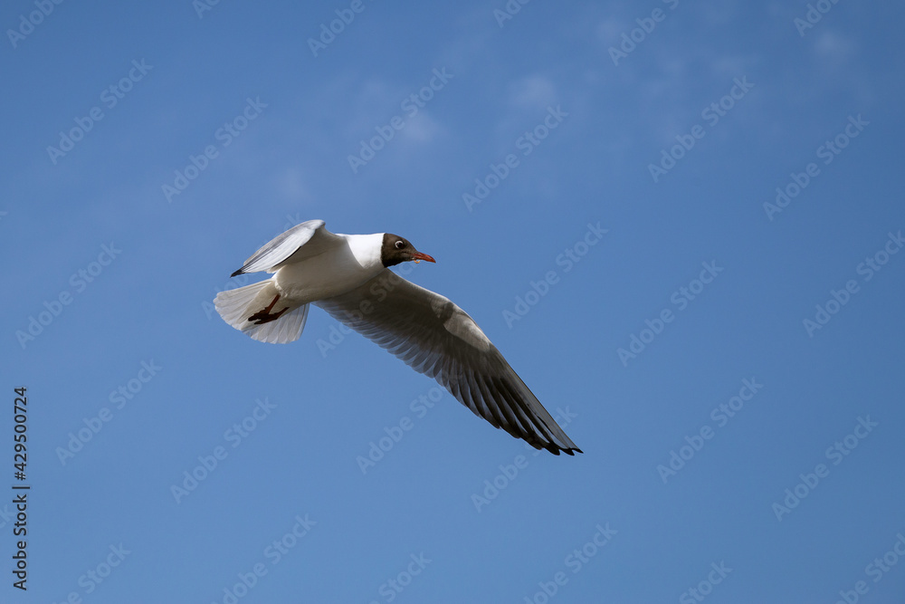 Obraz premium Gabbiano