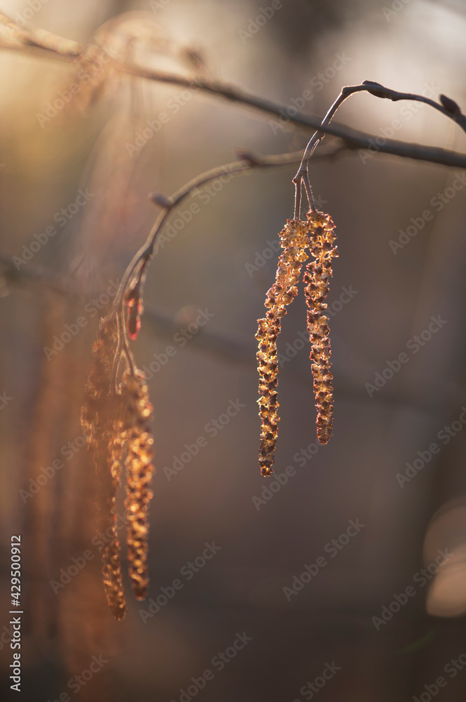 Catkins on the Branch of Alnus Glutinosa Tree (Common European Black Alder). Male Flowers in Early Spring. Catkins on the Branch of Alnus Glutinosa Tree (Common European Black Alder). Male Flowers in Early Spring.