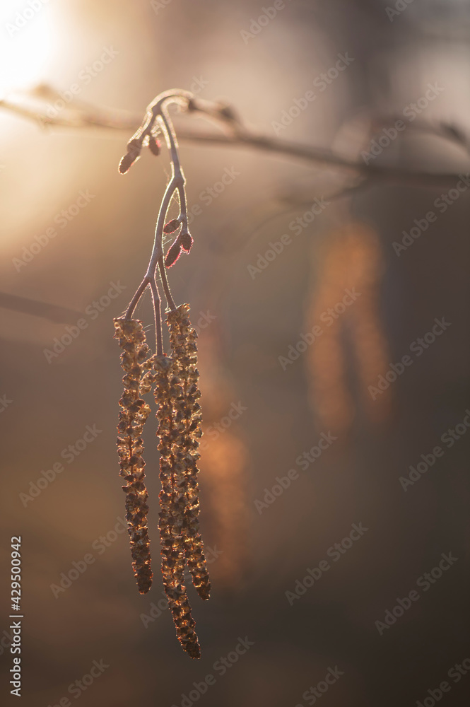 Naklejka premium Catkins on the Branch of Alnus Glutinosa Tree (Common European Black Alder). Male Flowers in Early Spring.