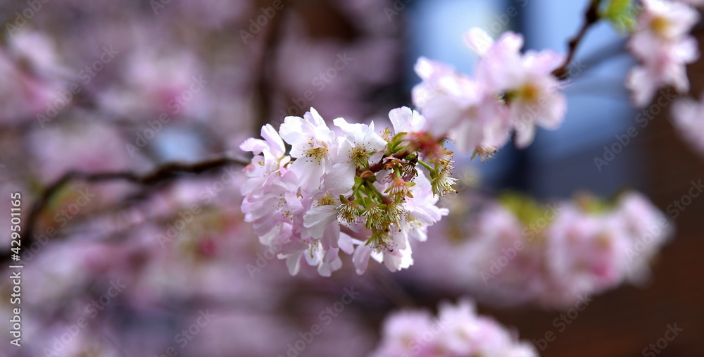 Blühender Mandelbaum in weiß und pink