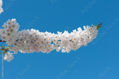 isolated or single branch of cherry blossom flowers against a deep blue sky