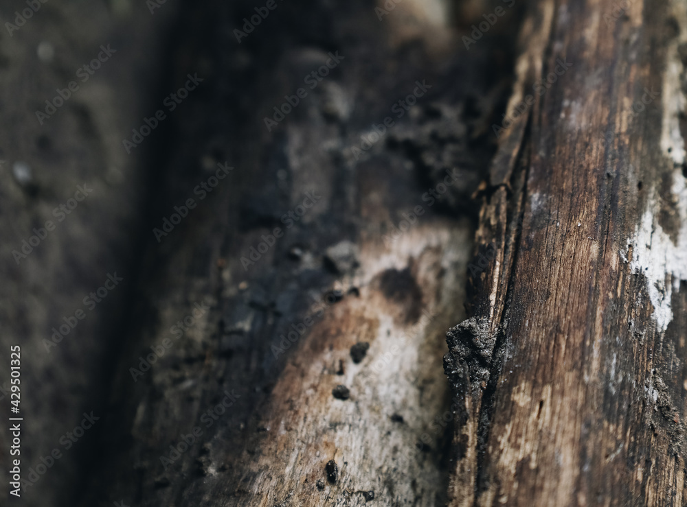 Natural background with burnt tree close up Natural background with burnt tree close up