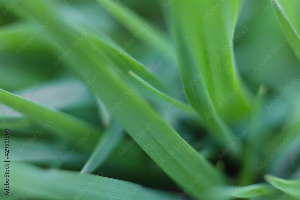 Green grass nature fresh spring macro background Green grass nature fresh spring macro background