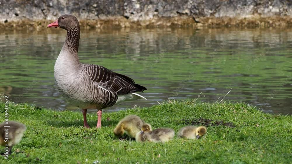 Family of greylag geese with small babies. The greylag goose, Anser anser is a large goose species of the waterfowl family Anatidae Family of greylag geese with small babies. The greylag goose, Anser anser is a large goose species of the waterfowl family Anatidae