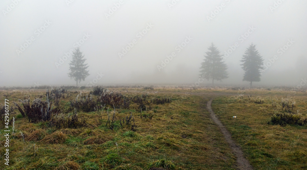 Wide angle shot of a trees covered in mist during foggy morning and a path formed in between green grass meadow field with nobody. winter weather.