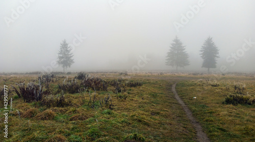 Wide angle shot of a trees covered in mist during foggy morning and a path formed in between green grass meadow field with nobody. winter weather.