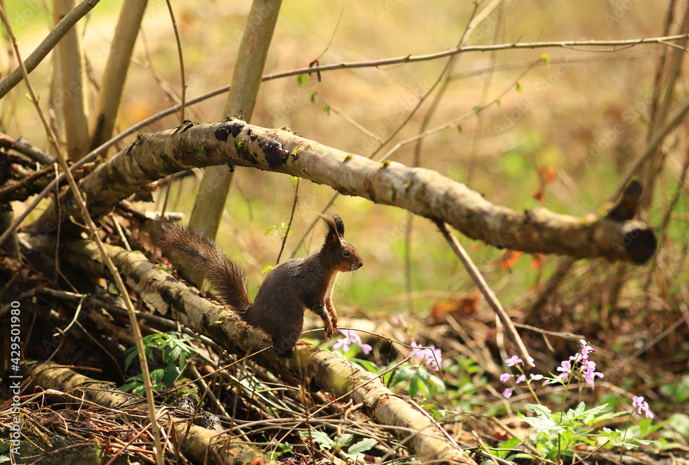 Obraz premium A small squirrel sits in a waiting position among the fallen trees...