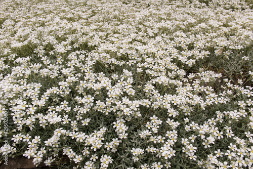 field of cerastium or mouse-ear chickweed blossoms