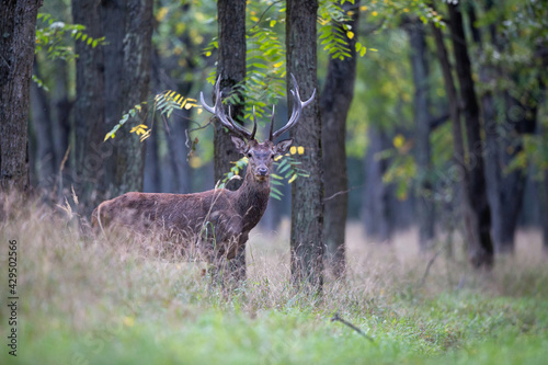 Red deer standing in forest