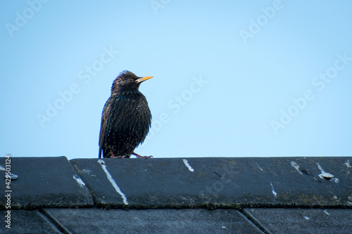 Starling on a roof. Native Irish birds. 