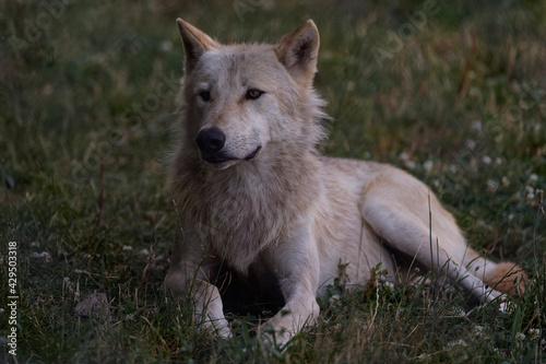Loups du Mackenzie © Patrick