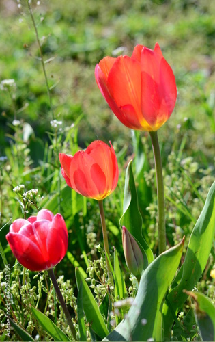 Fototapeta Naklejka Na Ścianę i Meble -  Multiple colored tulips in Spring Blooming