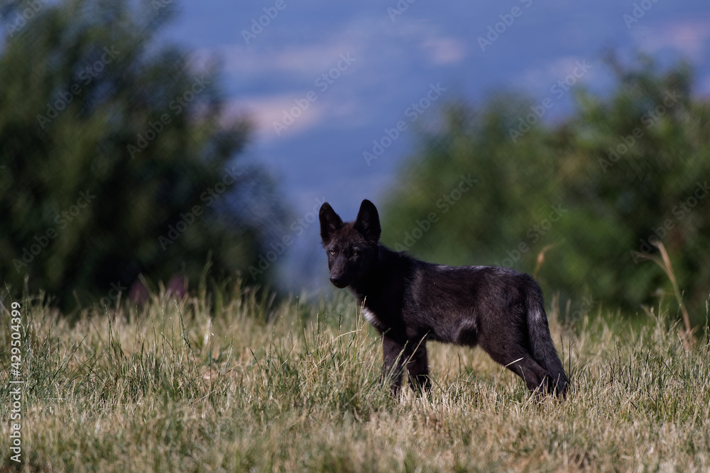 Loups du Mackenzie Loups du Mackenzie