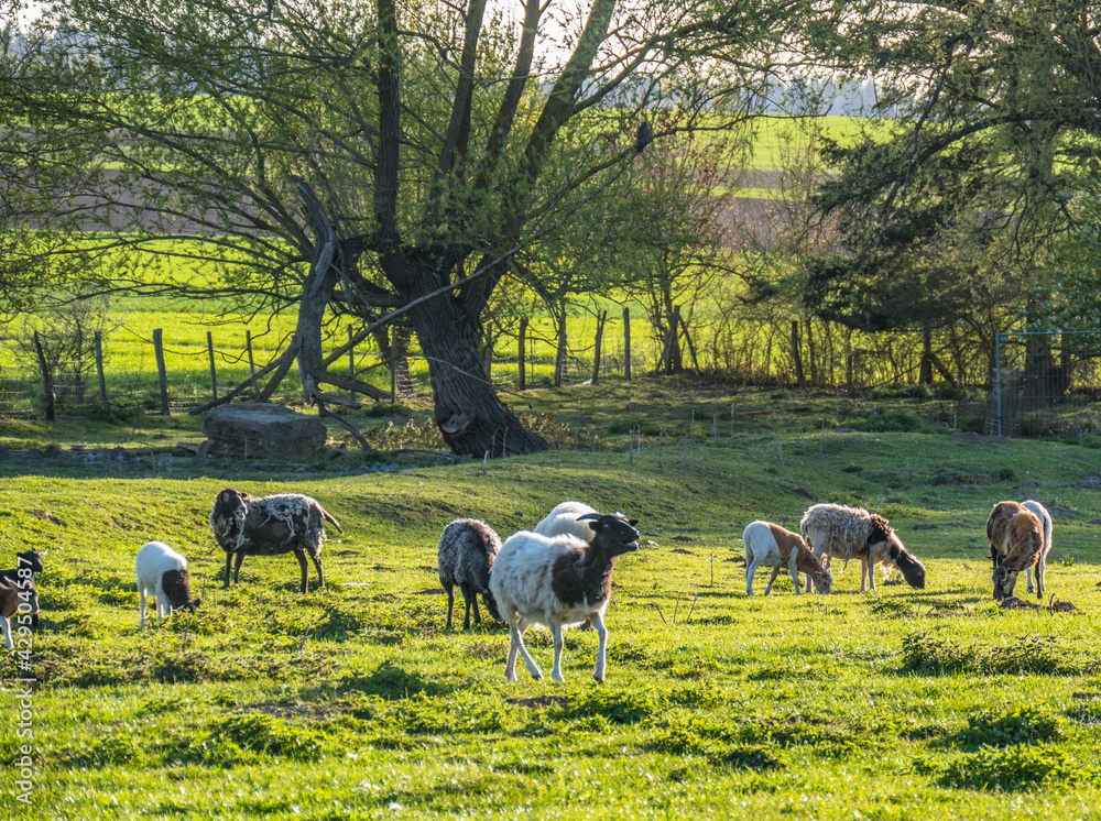 Fototapeta premium Kleine Schafherde mit vielen Lämmern auf der Weide