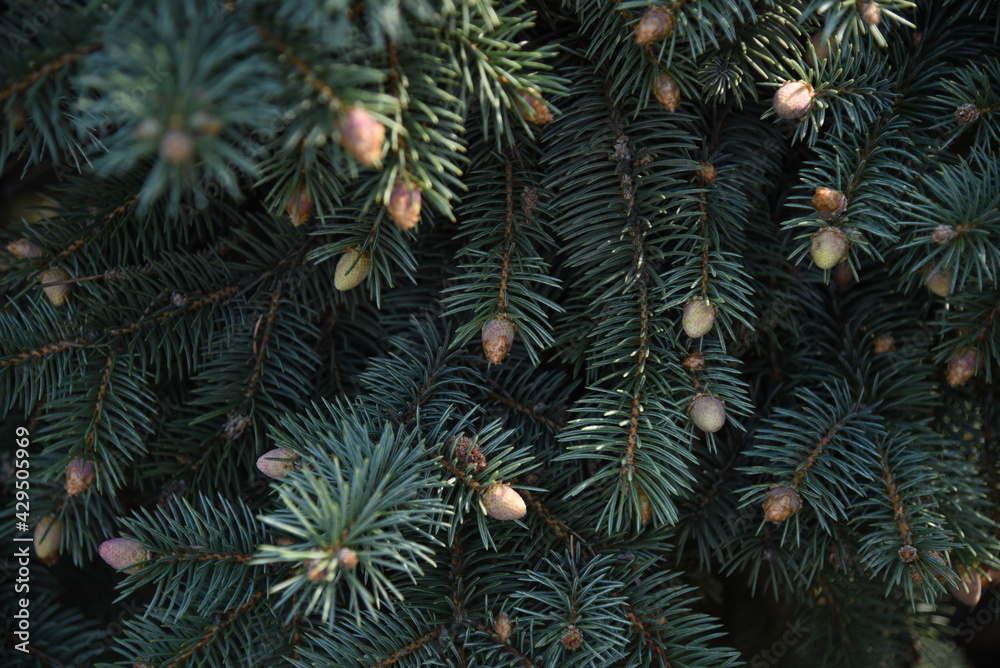Branches of green and blue Christmas tree with young cones