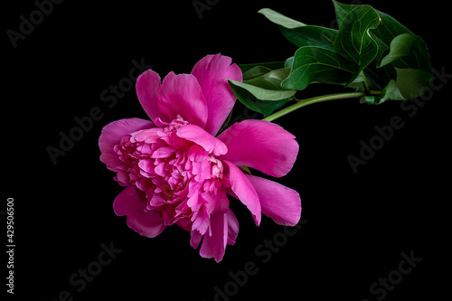 Beautiful fluffy blooming pink peony on black background