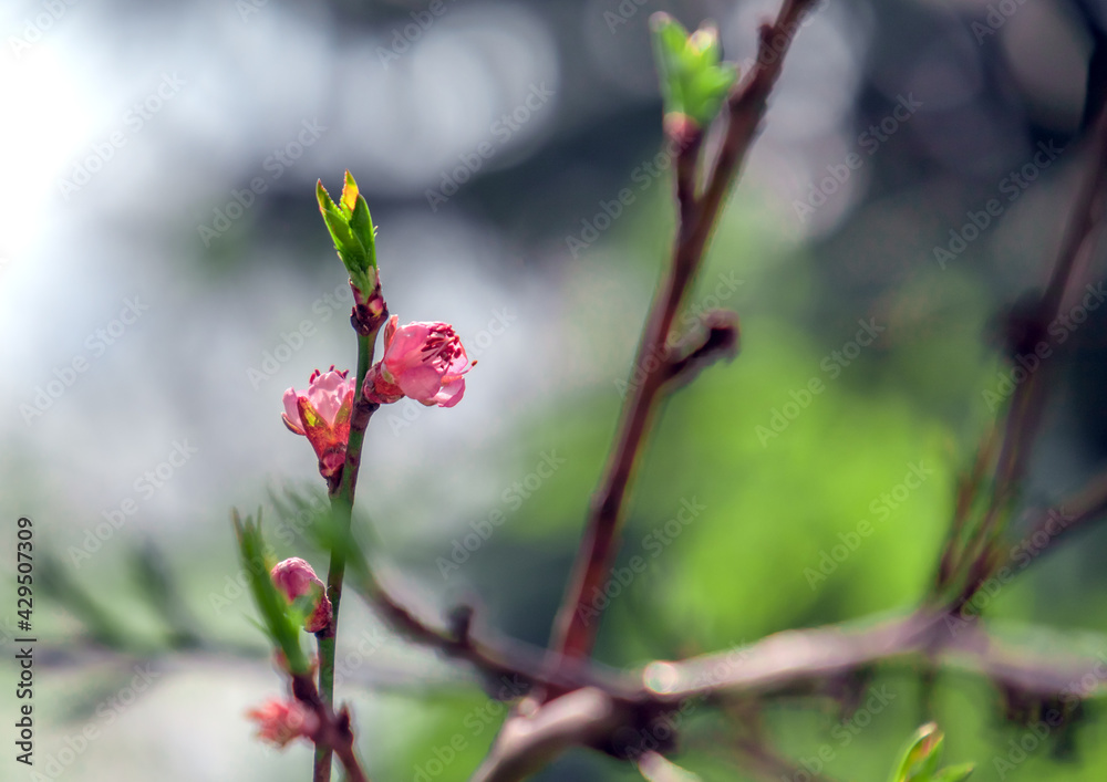branch of a blooming peach in early spring with barely blooming flowers branch of a blooming peach in early spring with barely blooming flowers