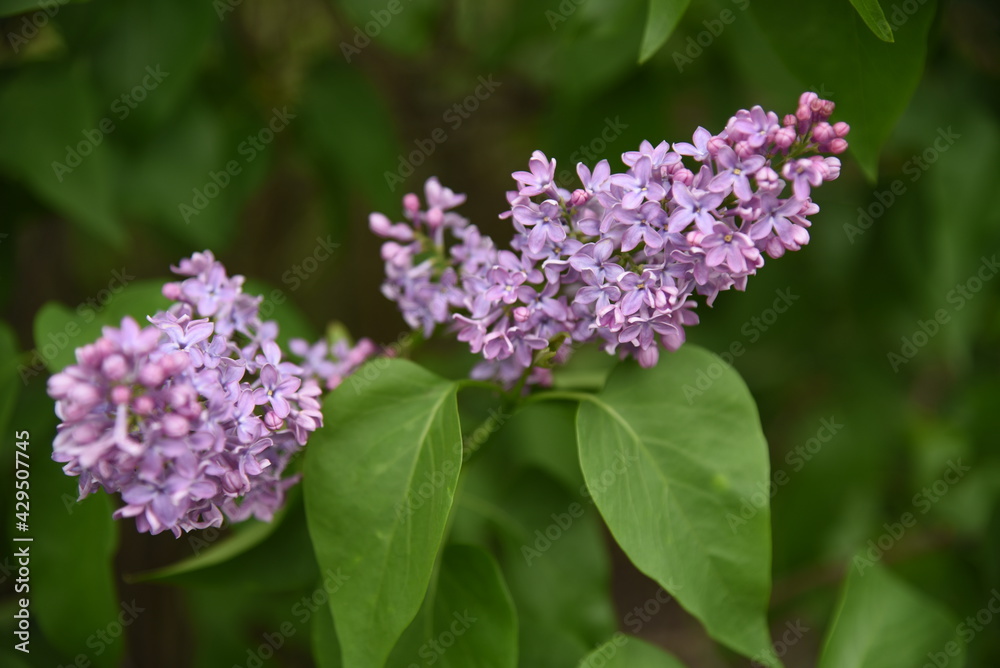 lilac flowers of lilac color in green leaves bloom in spring lilac flowers of lilac color in green leaves bloom in spring