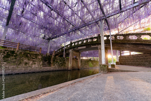 柳川市　満開の藤の花