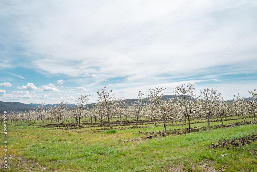 Obraz premium Cherry plantation low angle view on row of trees in bloom with white flowers orchard
