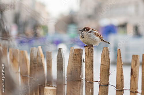 House sparrow in the city photo