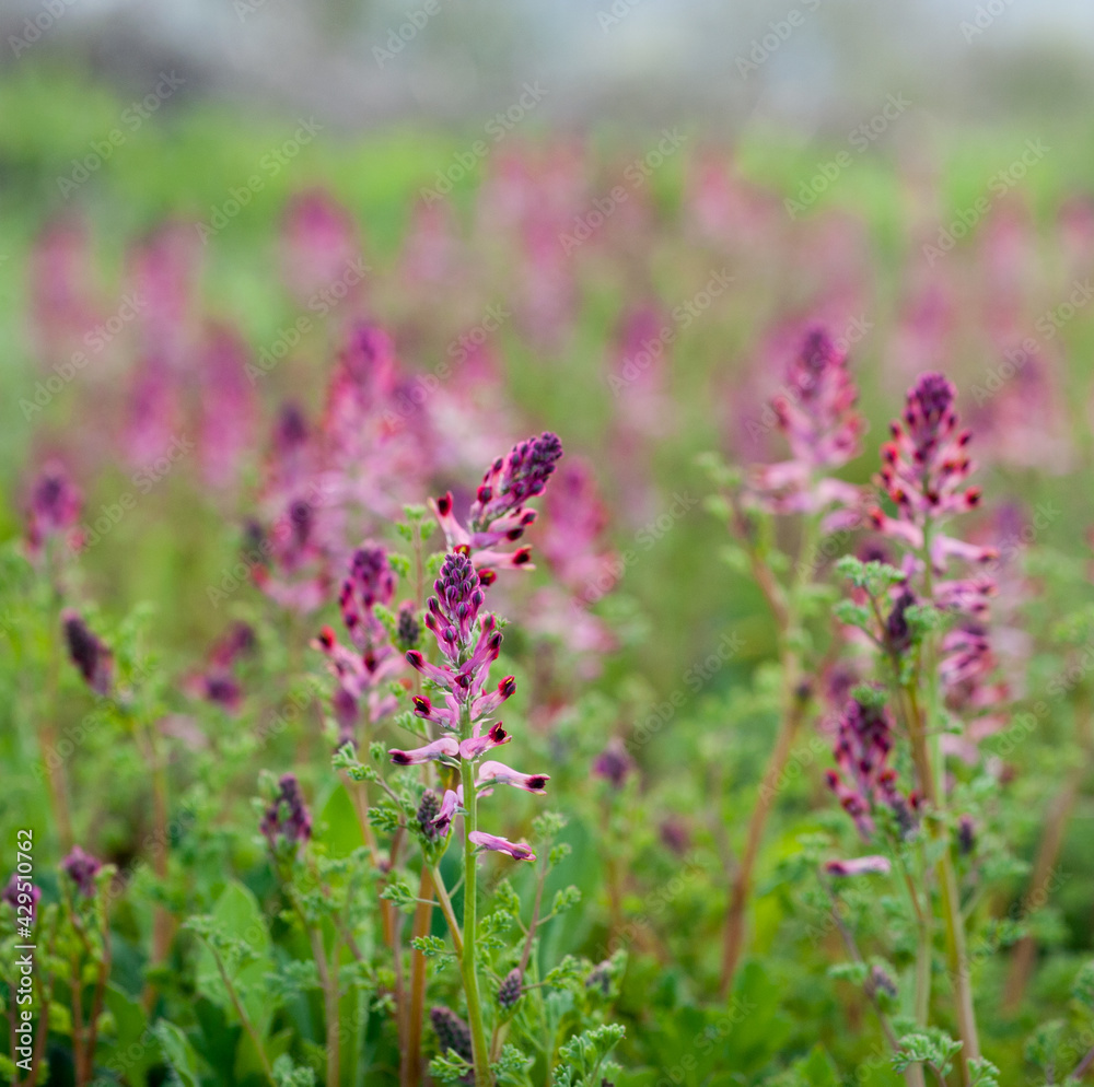 Close up view of the beautiful Fumaria officinalis flower Close up view of the beautiful Fumaria officinalis flower