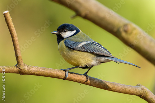 Close up of great tit on a branch on a colored background