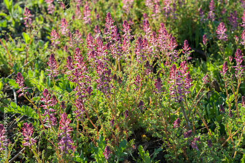 Purple-pink flower closeup view of the Fumaria officinalis