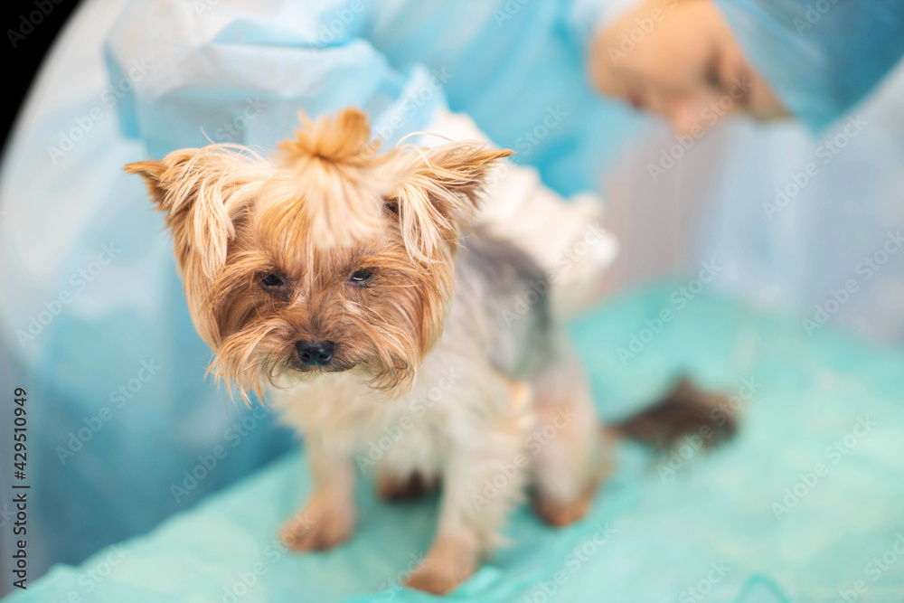 Yorkshire Terrier dog at the veterinarian's appointment at the vet clinic Yorkshire Terrier dog at the veterinarian's appointment at the vet clinic