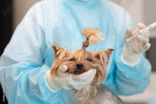 young beautiful woman veterinarian doctor in veterinary clinic with Yorkshire terrier dog.