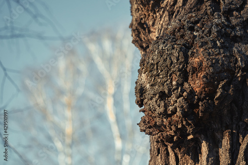 фотографія Huge excrescence on pine tree trunk