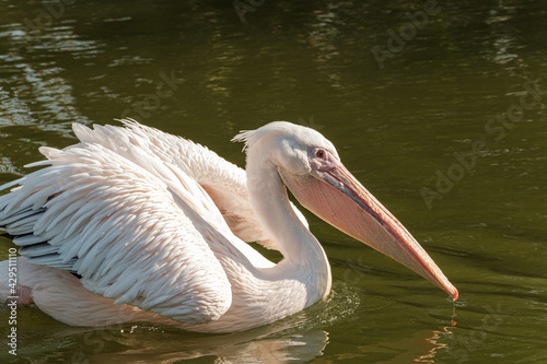 Beautiful pelican portrait on the water