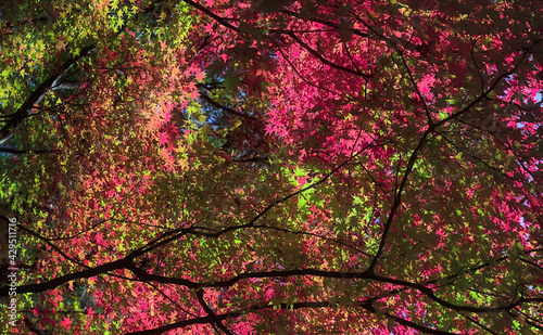 Looking directly up at colorful overlapping layers of canopies of Japanese maple trees on a sunny day in autumn